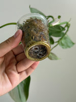 Philodendron camposportoanum 25