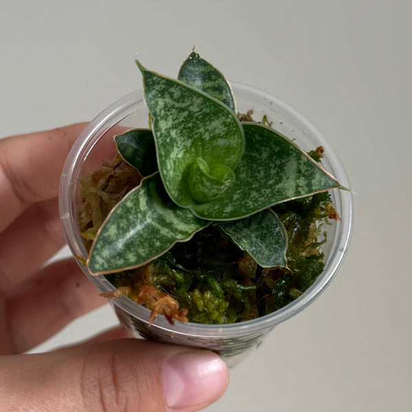 Sanseveria 45