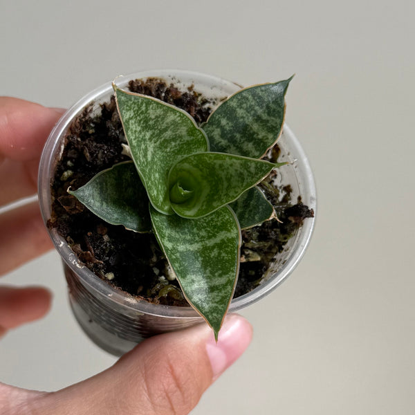 Sanseveria 33