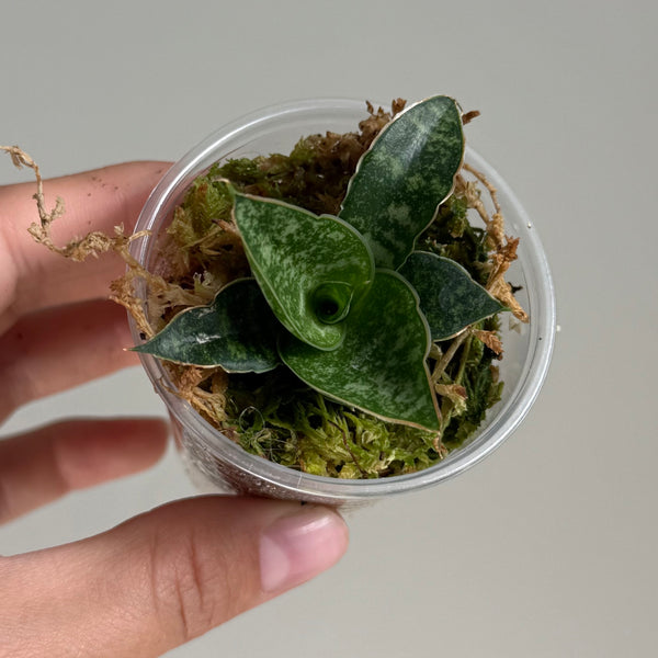 Sanseveria 46