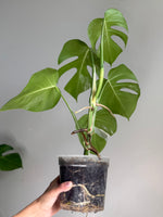 Monstera albo ‘BB’ *ships bare root in moss*