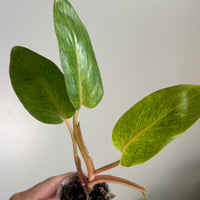 Philodendron painted lady 2