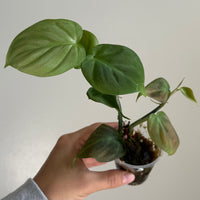 Philodendron camposportoanum 3