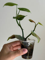 Philodendron camposportoanum 3