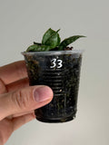 Sanseveria 33