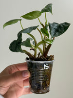 Philodendron brandtianum 15