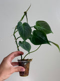 Philodendron camposportoanum 8