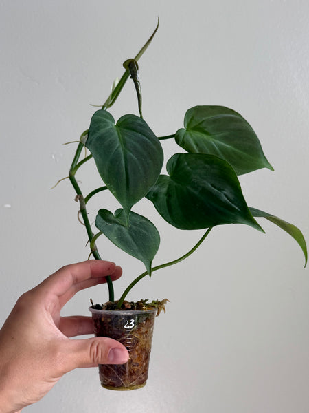 Philodendron camposportoanum 8