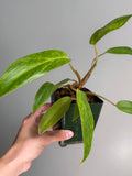 Philodendron painted lady 48