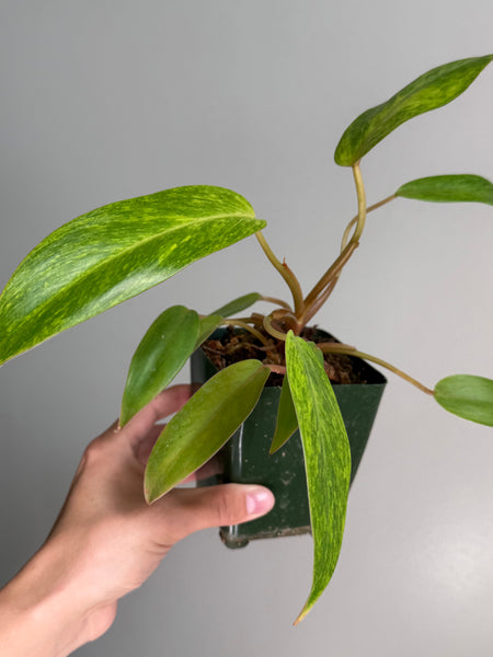 Philodendron painted lady 48