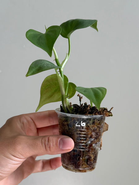 Philodendron camposportoanum 26
