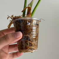 Philodendron pastazanum 5