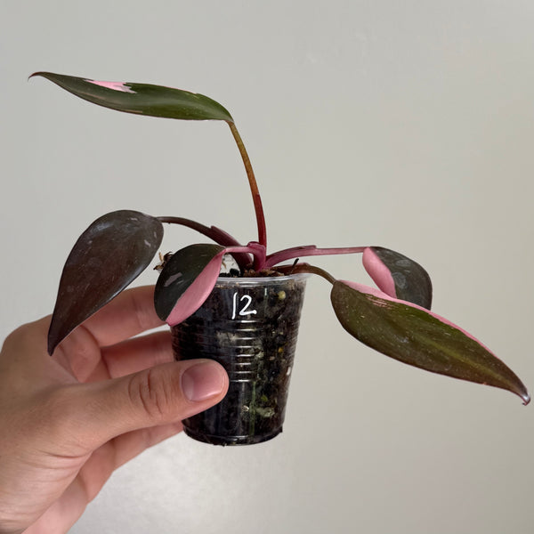 Pink princess philodendron 12
