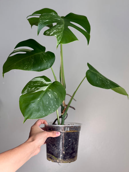 Monstera albo ‘BB’ *ships bare root in moss*