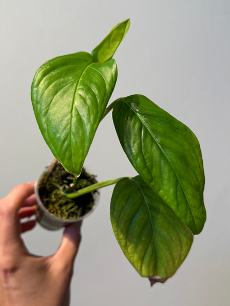 Monstera pinnatipartita 48