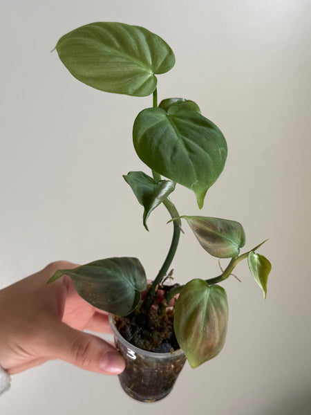 Philodendron camposportoanum 3