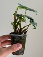 Philodendron brandtianum 15