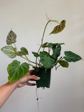 Philodendron verrucosum 27