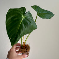 Philodendron pastazanum 5