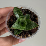 Sanseveria 49
