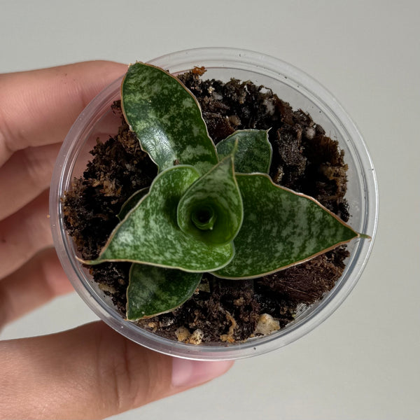 Sanseveria 49