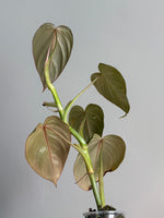 Philodendron glorious28
