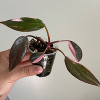 Pink princess philodendron 12