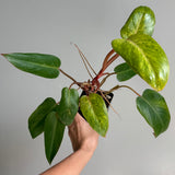 Philodendron painted lady 47