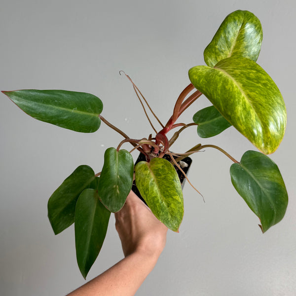 Philodendron painted lady 47