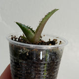 Agave titanota 1