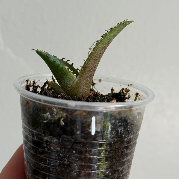 Agave titanota 1