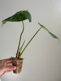 Philodendron pastazanum 5