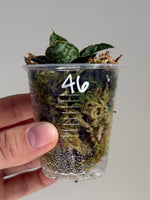 Sanseveria 46