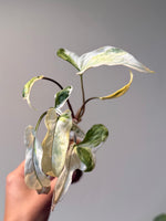 Syngonium starlite 7