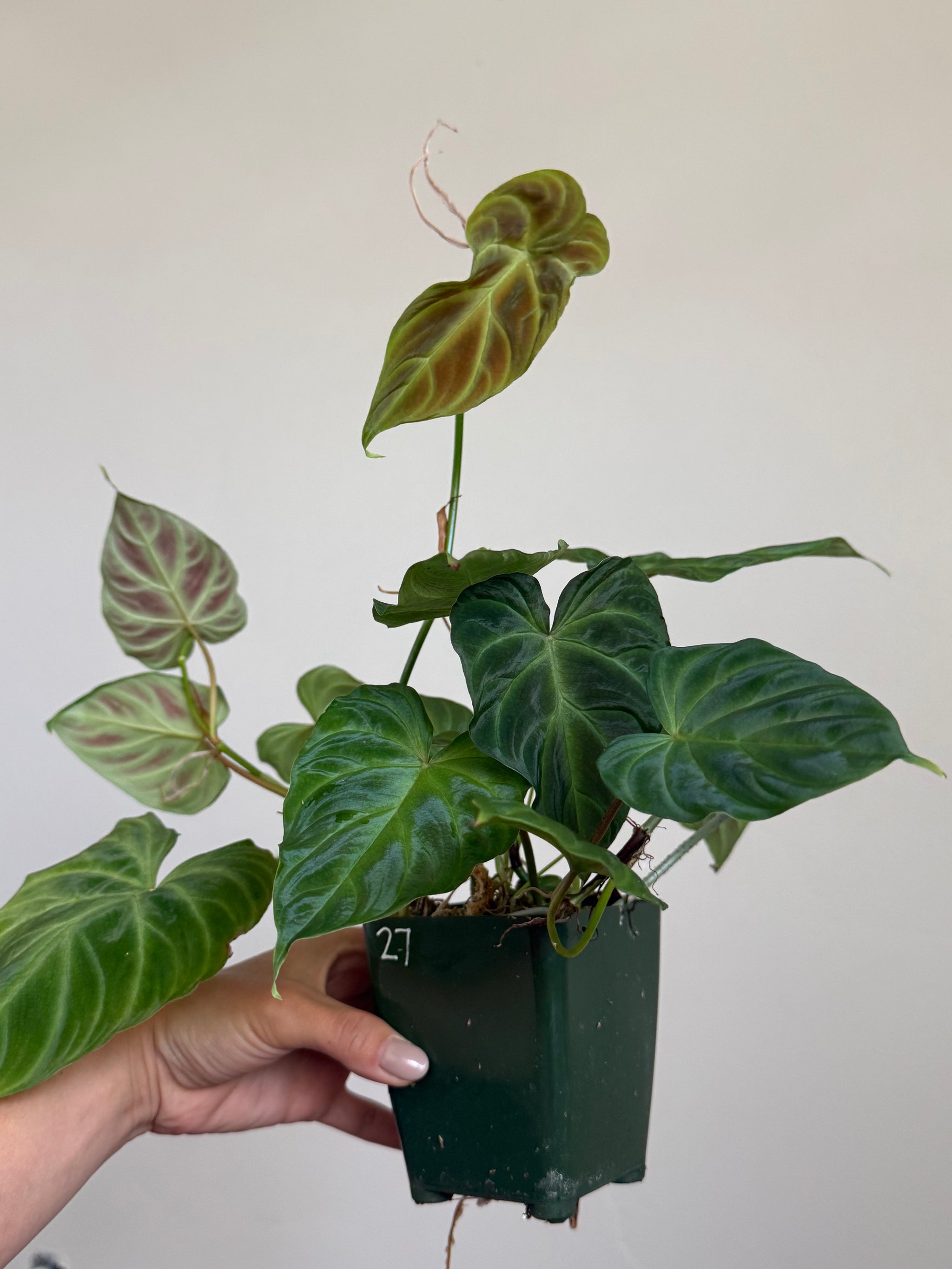 Starter Plants  The Foliage Fix