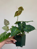 Philodendron verrucosum 27