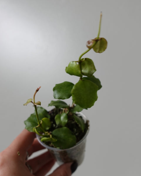 hoya endauensis 1