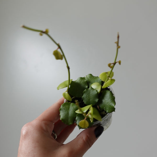 hoya endauensis 2