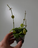 hoya endauensis 2