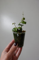 hoya endauensis 5