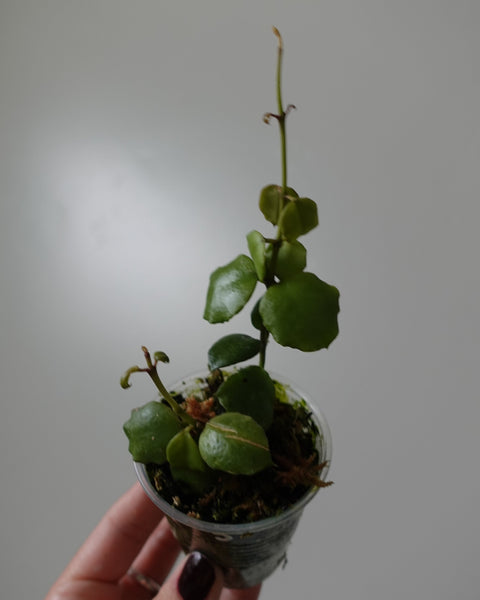 hoya endauensis 5