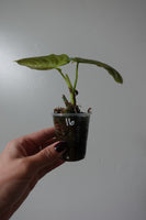 philodendron  glorious 16