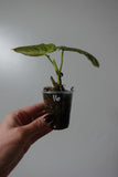 philodendron  glorious 16