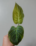 philodendron  glorious 16