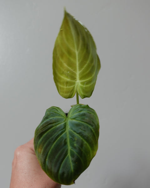 philodendron  glorious 16