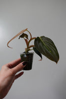 philodendron gigas 18