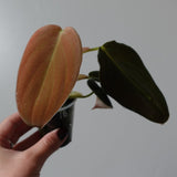philodendron gigas 18