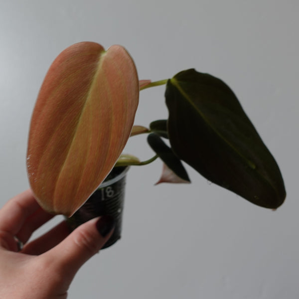 philodendron gigas 18