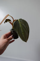 philodendron gigas 18