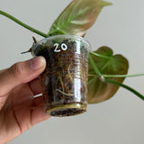 Philodendron camposportoanum 20